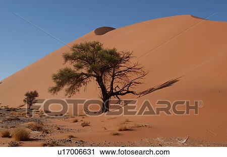 Sand Dunes of Sossusvlei - Namib desert, Namibia View Large Photo Image Stock Image - Sand Dunes of Sossusvlei - Namib desert, Namibia. Fotosearch