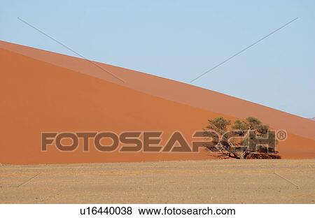 Sand Dunes of Sossusvlei - Namib desert, Namibia View Large Photo Image Stock Photo - Sand Dunes of Sossusvlei - Namib desert, Namibia. Fotosearch