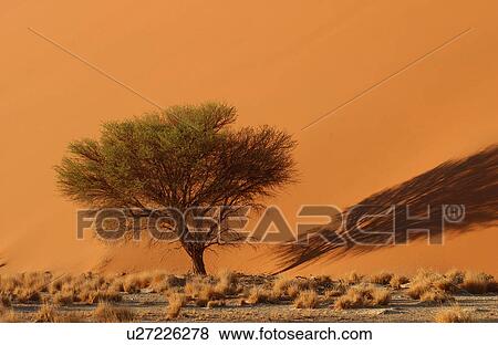 Stock Photo - Sand Dunes of Sossusvlei - Namib desert, Namibia. Fotosearch