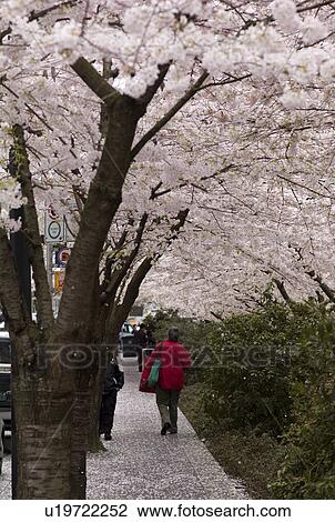 Blossoming trees in Vancouver View Large Photo Image Stock Image - Blossoming trees in Vancouver. Fotosearch