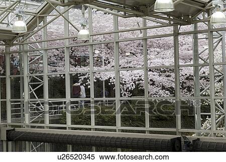 Greenhouse view of blossoming trees View Large Photo Image Stock Photography - Greenhouse view of blossoming trees. Fotosearch