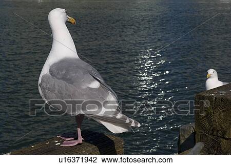 Seagull looking at another seagull View Large Photo Image Stock Image - Seagull looking at another seagull. Fotosearch