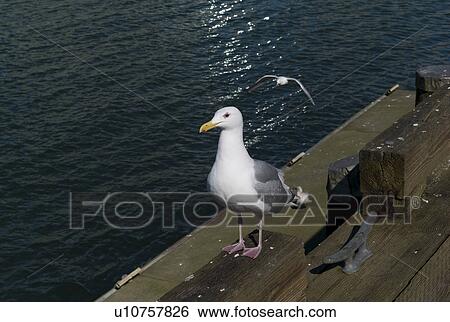 Stock Photograph - Seagull on dock. Fotosearch