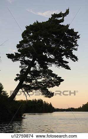 Lake of the Woods at twilight View Large Photo Image Picture - Lake of the Woods at twilight. Fotosearch