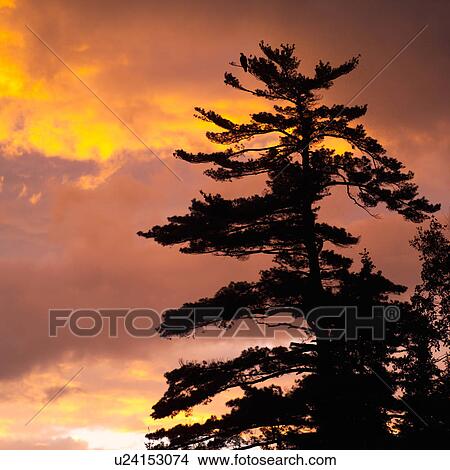 Picture - Silhouette of a tree at sunset in Lake of the woods, Ontario, Canada. Fotosearch