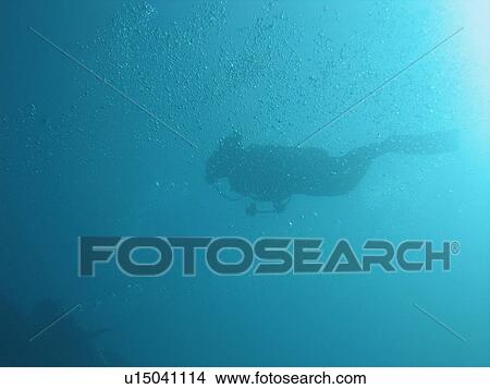Underwater view of a scuba diver, Moorea, Tahiti, French Polynesia, South Pacific View Large Photo Image Picture - Underwater view of a scuba diver, Moorea, Tahiti, French Polynesia, South Pacific. Fotosearch