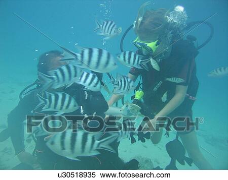 Underwater view of a young couple wearing scuba gear playing with small fishes, Moorea, Tahiti, French Polynesia, South Pacific View Large Photo Image Stock Photography - Underwater view of a young couple wearing scuba gear playing with small fishes, Moorea, Tahiti, French Polynesia, South Pacific. Fotosearch