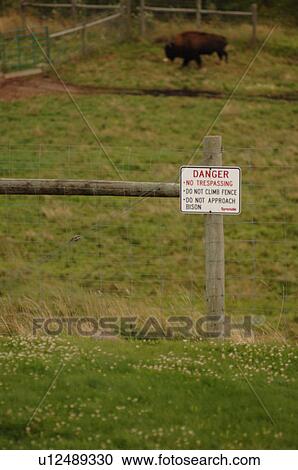 Stock Image - Bison standing in a field. Fotosearch