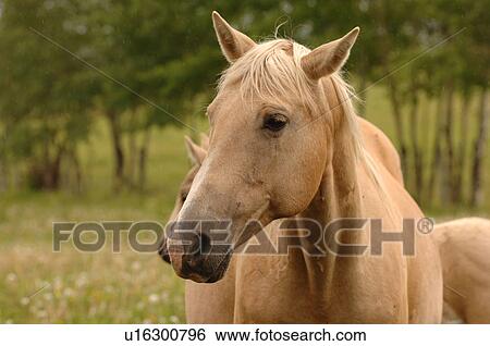 Close up of horse View Large Photo Image Stock Photograph - Close up of horse. Fotosearch