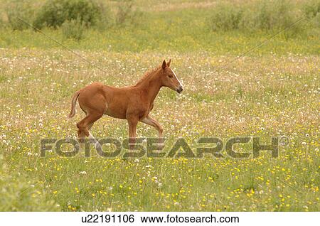 Colt trotting in field View Large Photo Image Stock Photograph - Colt trotting in field. Fotosearch