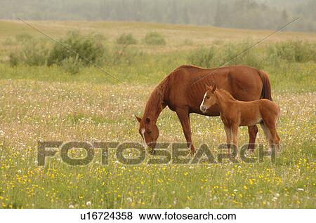 Stock Photo - Colt with mother grazing in pasture, Canada. Fotosearch