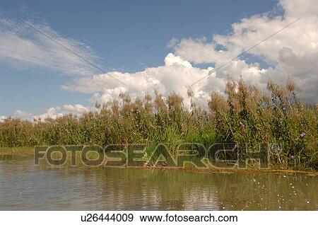 Crops grpwing along shoreline of Inle Lake View Large Photo Image Stock Photo - Crops grpwing along shoreline of Inle Lake. Fotosearch