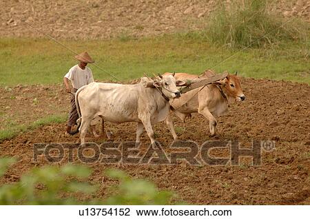 Farmer working the field with his oxen View Large Photo Image Stock Image - Farmer working the field with his oxen. Fotosearch