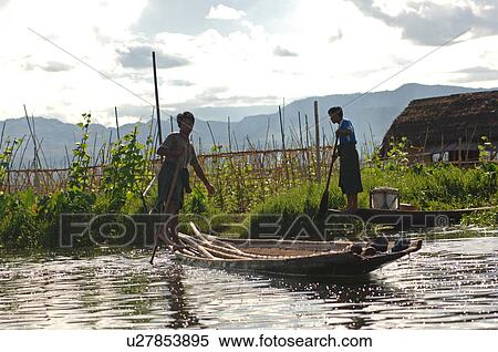 Farmers in boats harvesting crops View Large Photo Image Stock Photography - Farmers in boats harvesting crops. Fotosearch