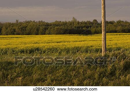 Farmland Lake of the Woods View Large Photo Image Stock Image - Farmland Lake of the Woods. Fotosearch