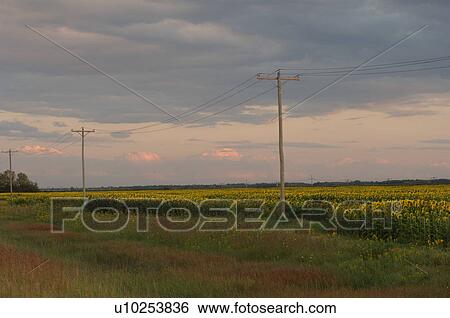 Stock Photograph - Field of Sunflowers at twilight. Fotosearch