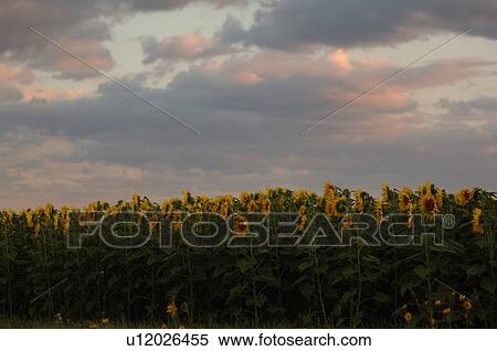 Stock Photography - Field of Sunflowers at twilight. Fotosearch