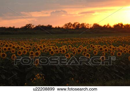 Field of Sunflowers with sunset sky View Large Photo Image Stock Photo - Field of Sunflowers with sunset sky. Fotosearch