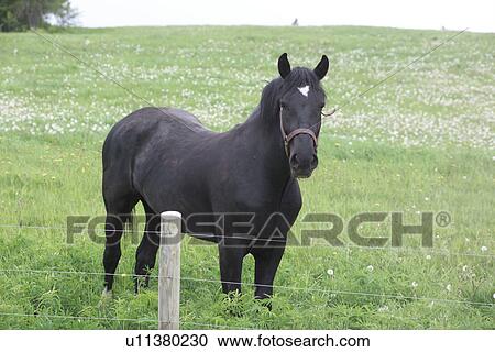 Stock Image - Horse behind a wire fence. Fotosearch