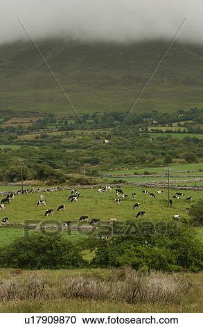 Stock Image - Ireland - cattle grazing in valley farmland. Fotosearch