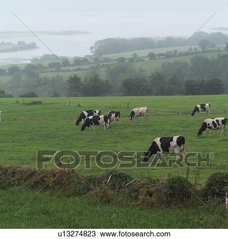 Ireland - cows in pasture Irish countryside View Large Photo Image Stock Image - Ireland - cows in pasture Irish countryside. Fotosearch