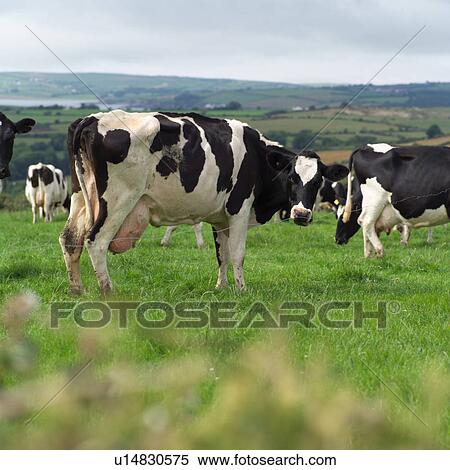 Stock Photography - Ireland - Livestock. Fotosearch