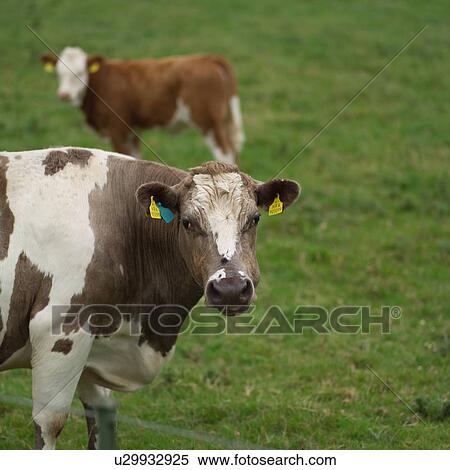Stock Photography - Livestock. Fotosearch