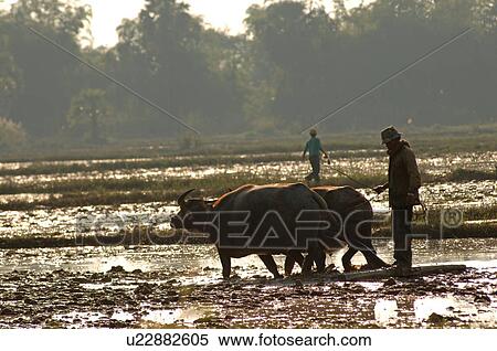 Man in a field with oxen in Cambodia View Large Photo Image Stock Photography - Man in a field with oxen in Cambodia. Fotosearch