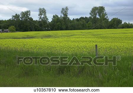 Stock Image - Manitoba Prairie Scenes. Fotosearch