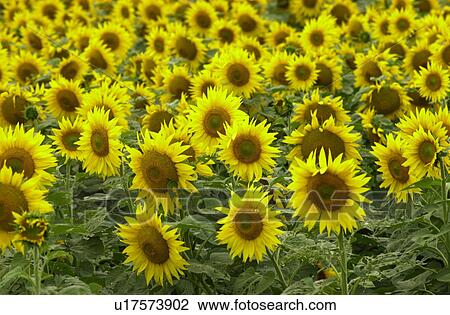 Manitoba Prairie Scenes View Large Photo Image Stock Image - Manitoba Prairie Scenes. Fotosearch