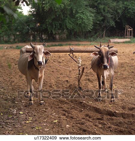Stock Photo - Oxen harnessed together in a field. Fotosearch