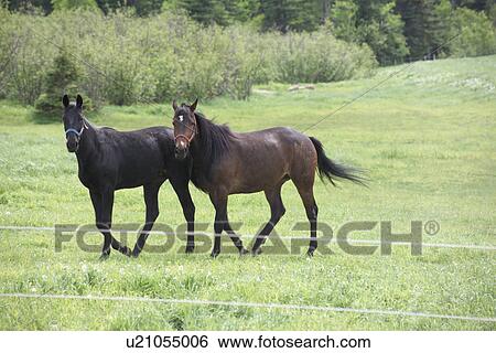 Pair of horses behind a wire fence View Large Photo Image Stock Photograph - Pair of horses behind a wire fence. Fotosearch