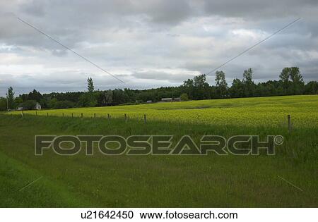 Stock Image - Prairie Scenes. Fotosearch