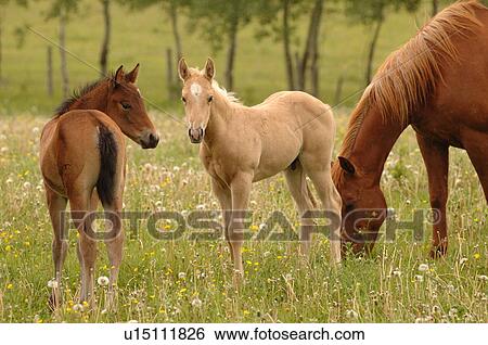 Stock Photograph - Two young horses with their mother. Fotosearch