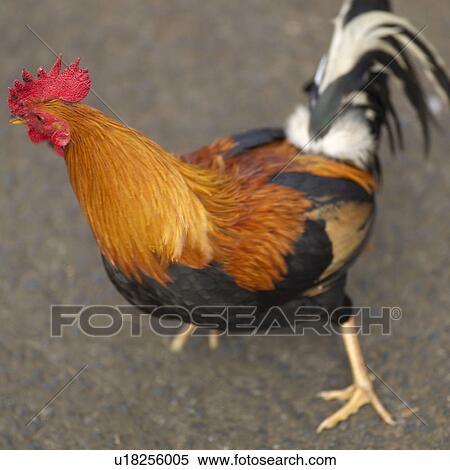 wild rooster - Hawaii - Kauai View Large Photo Image Stock Photography - wild rooster - Hawaii - Kauai. Fotosearch
