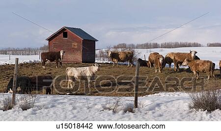 Cattle on farmland in Northern Alberta View Large Photo Image Stock Image - Cattle on farmland in Northern Alberta. Fotosearch