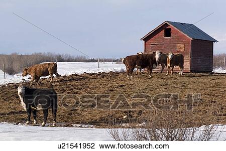 Stock Image - Cattle on farmland in Northern Alberta. Fotosearch