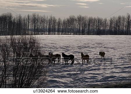 Horses in a snowy field View Large Photo Image Picture - Horses in a snowy field. Fotosearch