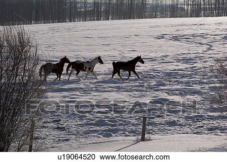 Stock Image - Horses running in the snow. Fotosearch