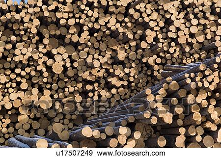 Pile of logs in Northern Alberta View Large Photo Image Stock Photo - Pile of logs in Northern Alberta. Fotosearch