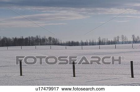 Prairie Snowscape and trees View Large Photo Image Stock Photo - Prairie Snowscape and trees. Fotosearch