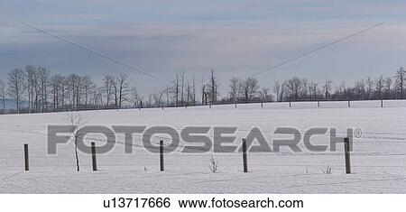 Prairie Snowscape and trees View Large Photo Image Stock Photograph - Prairie Snowscape and trees. Fotosearch