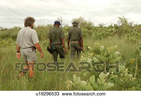 Stock Image - African Safari - morning hike Kruger National Park - South Africa. Fotosearch