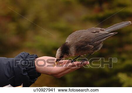 Stock Image - Bird eating cheese out of human hand. Fotosearch