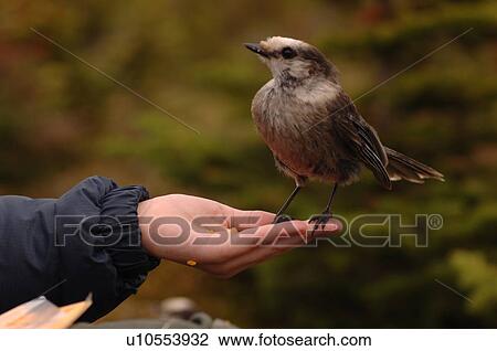 Stock Image - Bird sitting on hand. Fotosearch