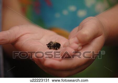 Child's hands holding a catepillar View Large Photo Image Stock Image - Child's hands holding a catepillar. Fotosearch