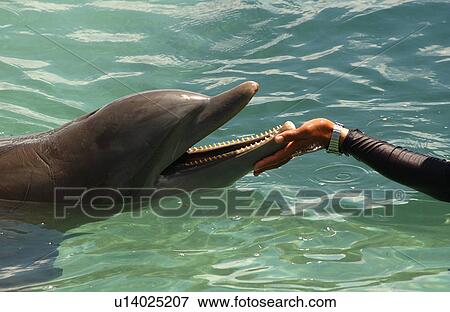 Stock Photo - Close-up of a dolphin touching a hand. Fotosearch