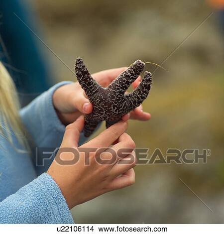 Hands holding a Starfish View Large Photo Image Picture - Hands holding a Starfish. Fotosearch