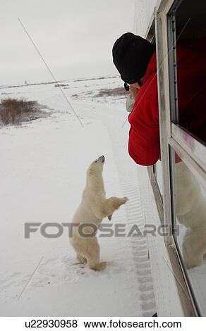 Polar Bears Canada North View Large Photo Image Stock Photo - Polar Bears Canada North. Fotosearch