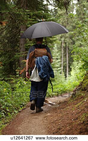 Rear of a person walking on a forest trail holding an open umbrella View Large Photo Image Stock Photo - Rear of a person walking on a forest trail holding an open umbrella. Fotosearch